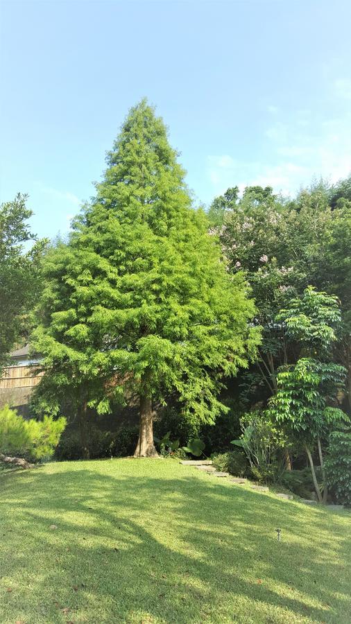 Around The Tree Manor Apartment Shitan Cameră foto